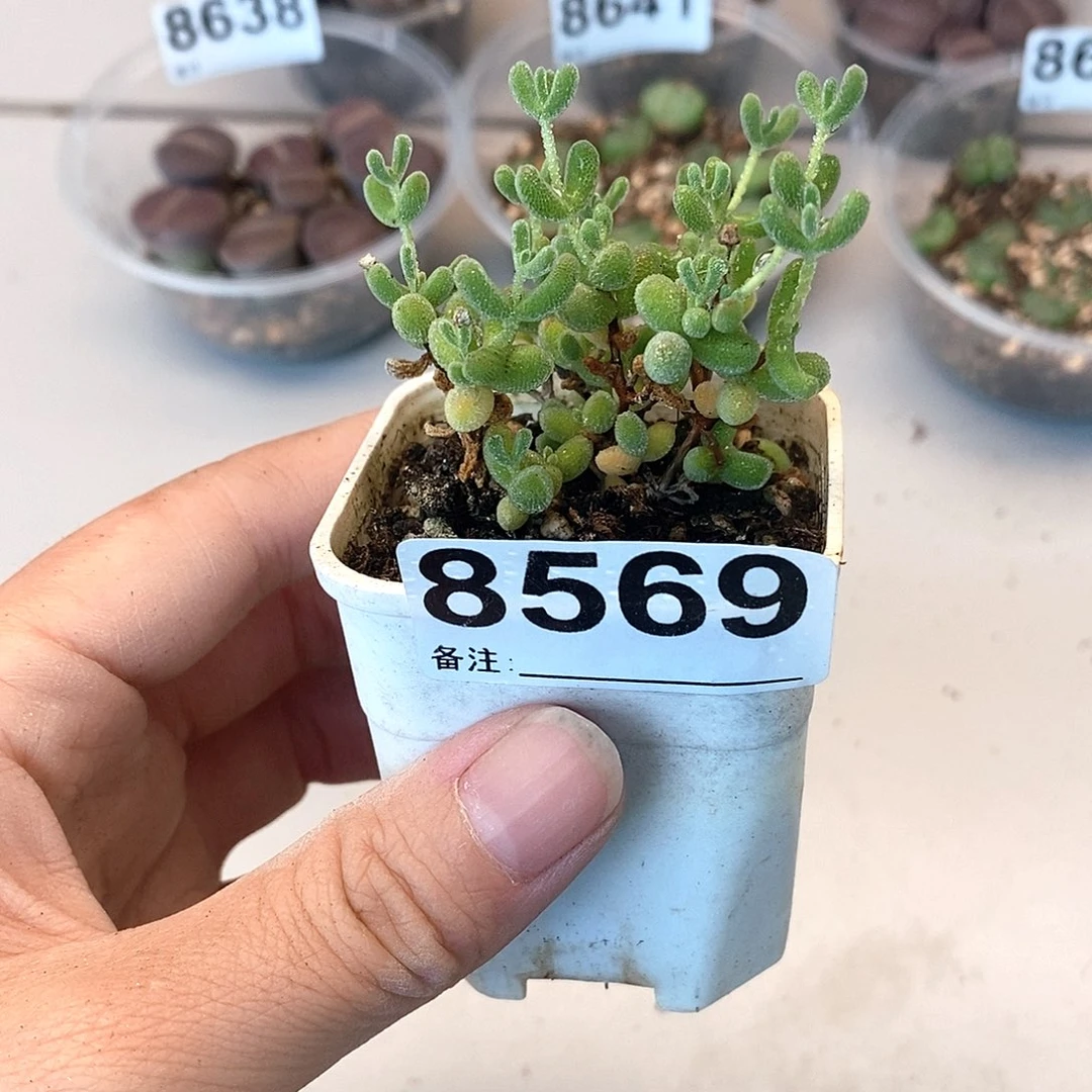 8569冰啦啦啦啦啦啦啦