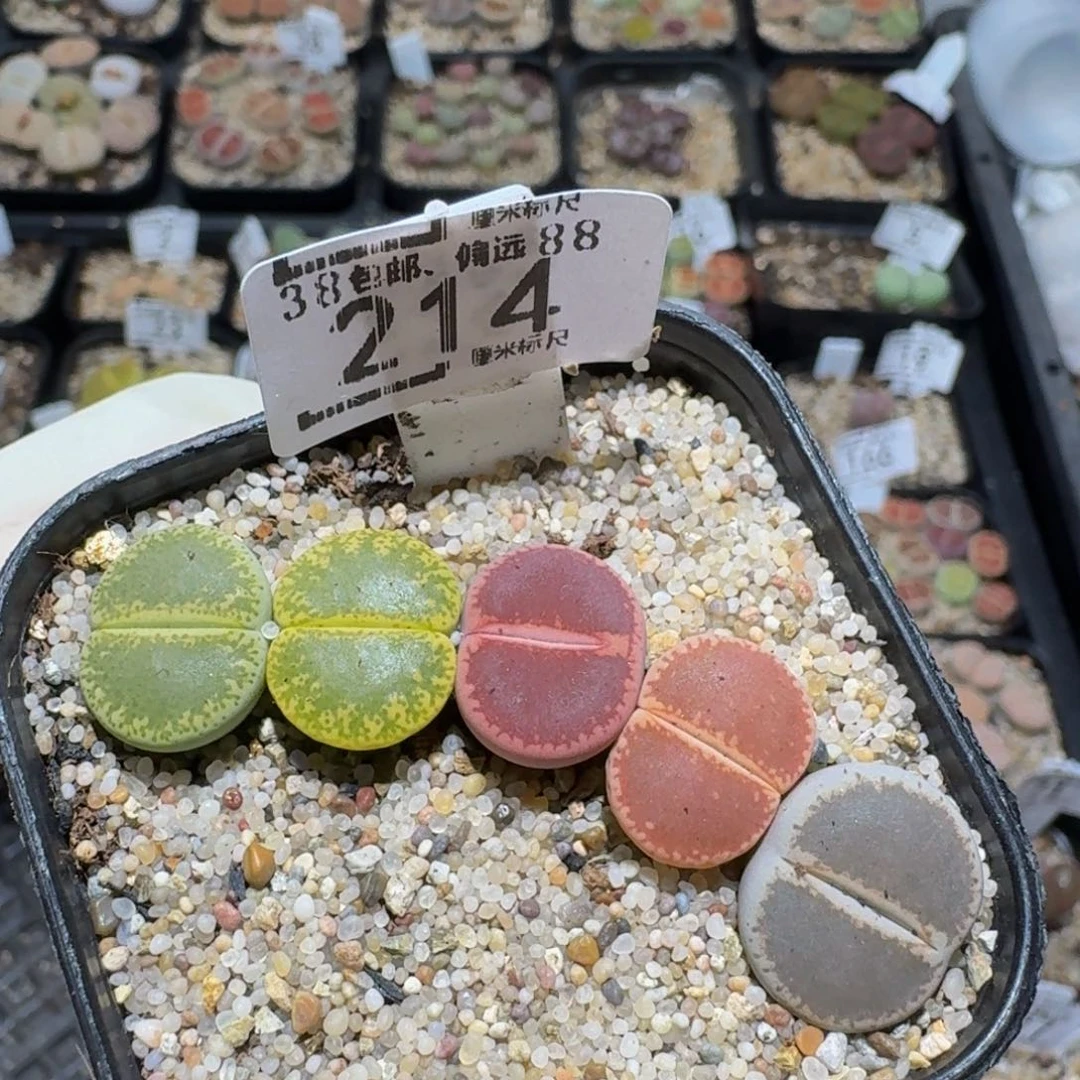 zzzZ 精品生石花肉锥214