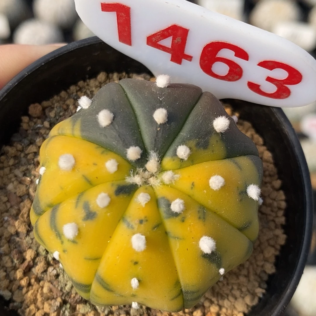 1463海星兜锦一颗