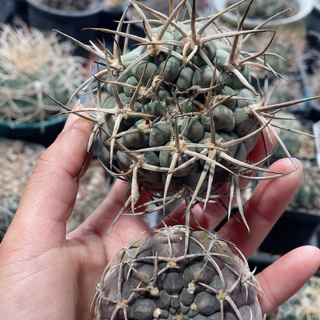 【闪购商品】组合有根6666