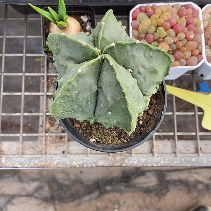 茵***漂亮的小仙女们都来看看吧