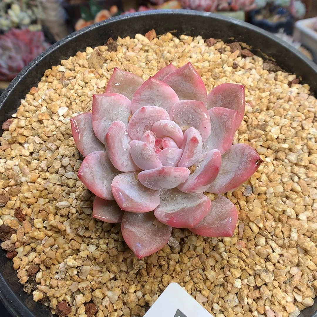111星影锦多肉植物6666