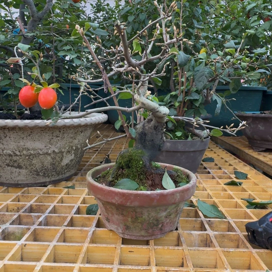 兔***生无花朵顺丰到付不包邮