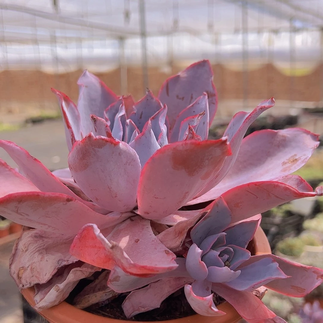 晚霞仙子 超级大单头