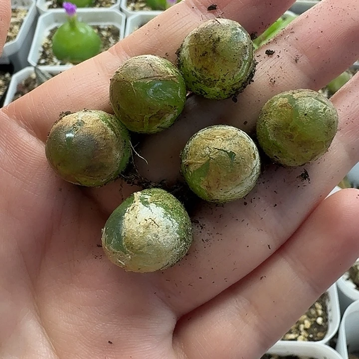 老马生石花1.5-1.6灯泡804