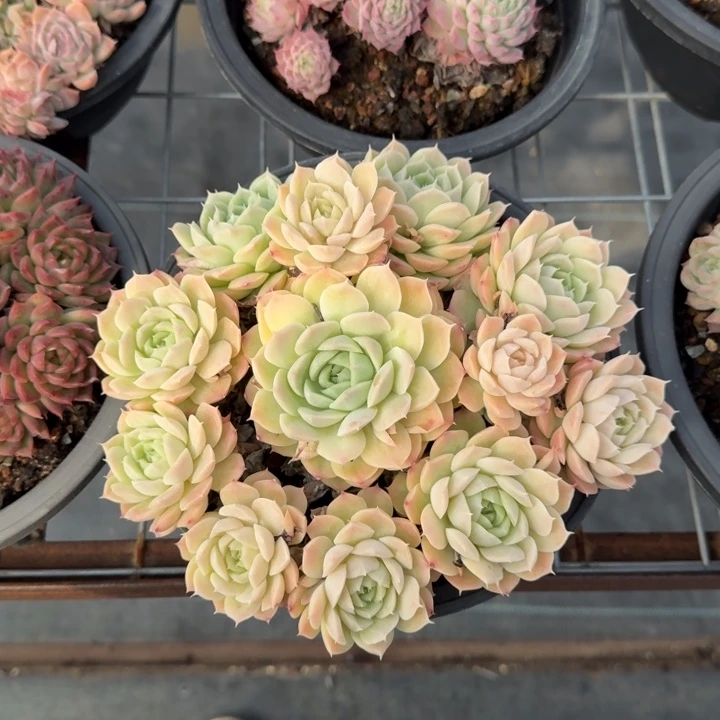 不知名多肉植物绿植