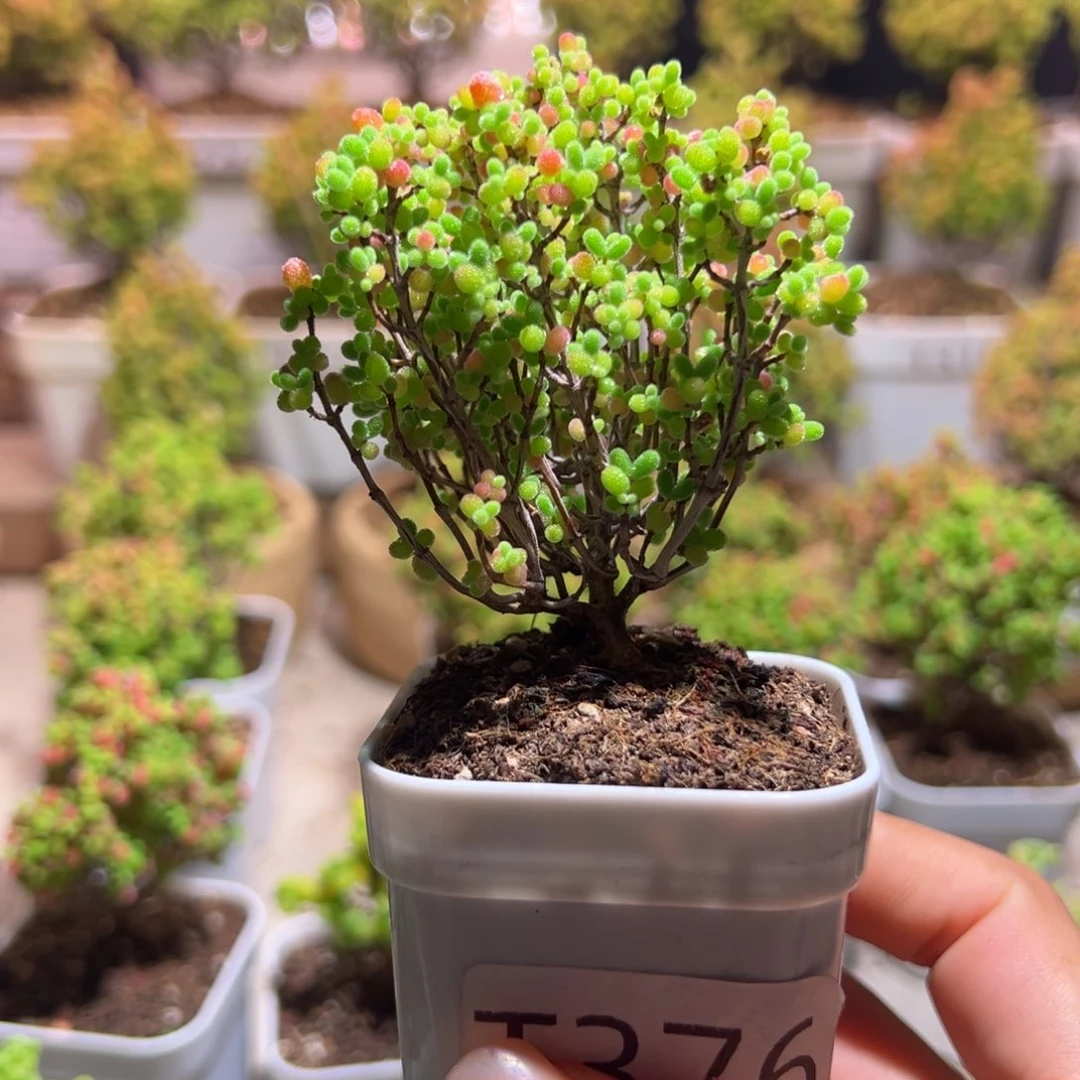 376蜜橘带盆土发货一物一拍