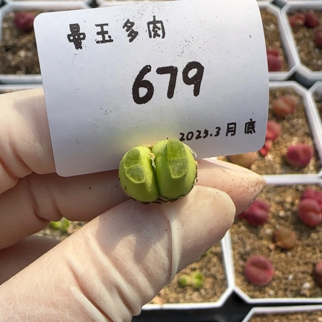 猫*多肉多肉多肉3.30-679