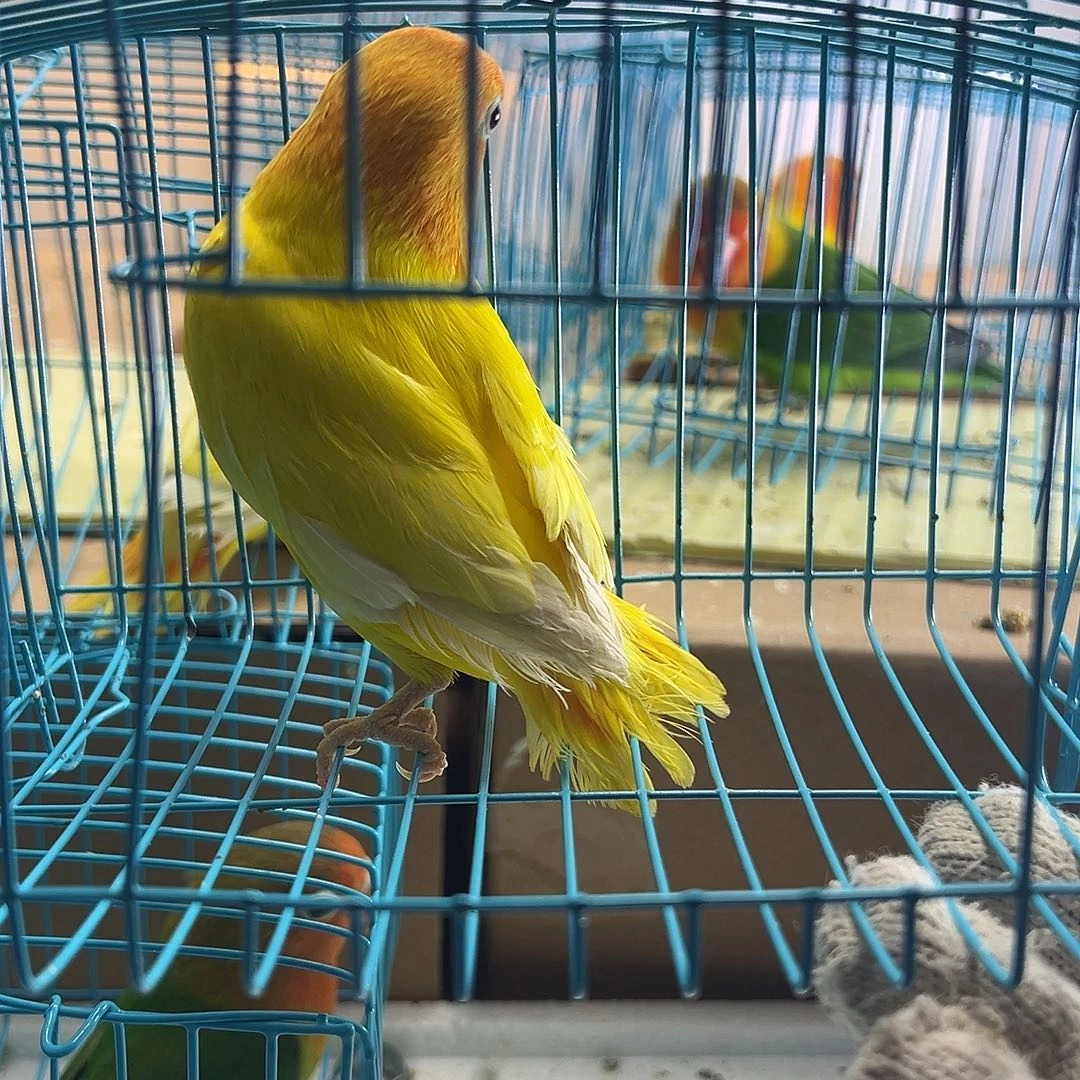 桃脸牡丹鹦鹉牡丹黄金丝