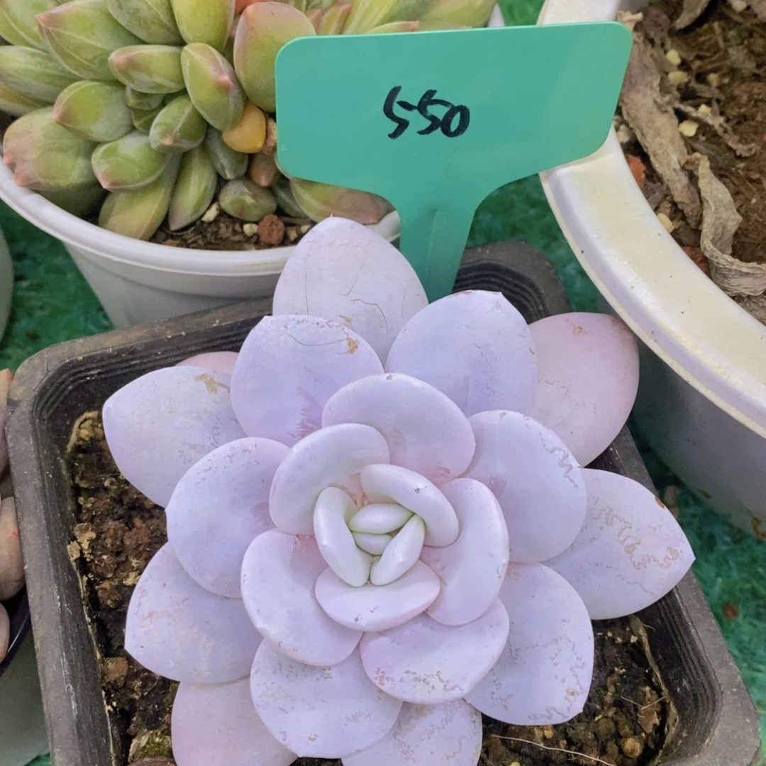 开心多肉，专场4开始了，5给1