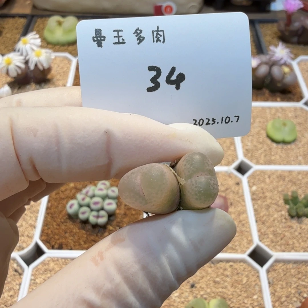 蚊***子多肉多肉多肉10.7-034