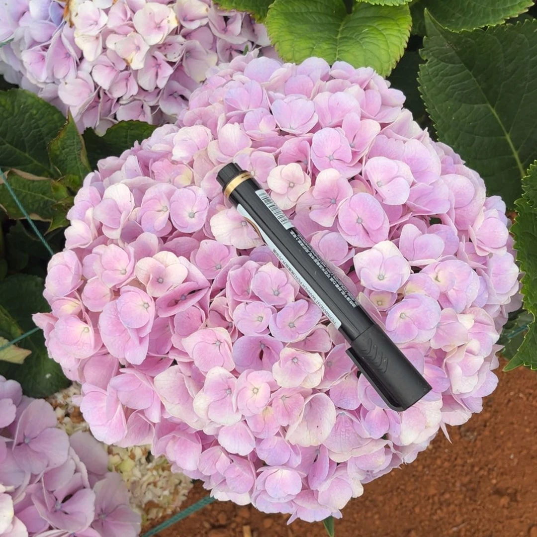 87 号绣球花一支（3支包邮）