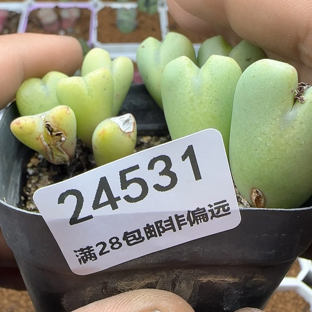 殇*脱土年后发货24531