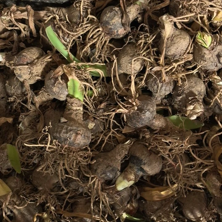 当前无花栽培后可以开花混球4厘米裸根球