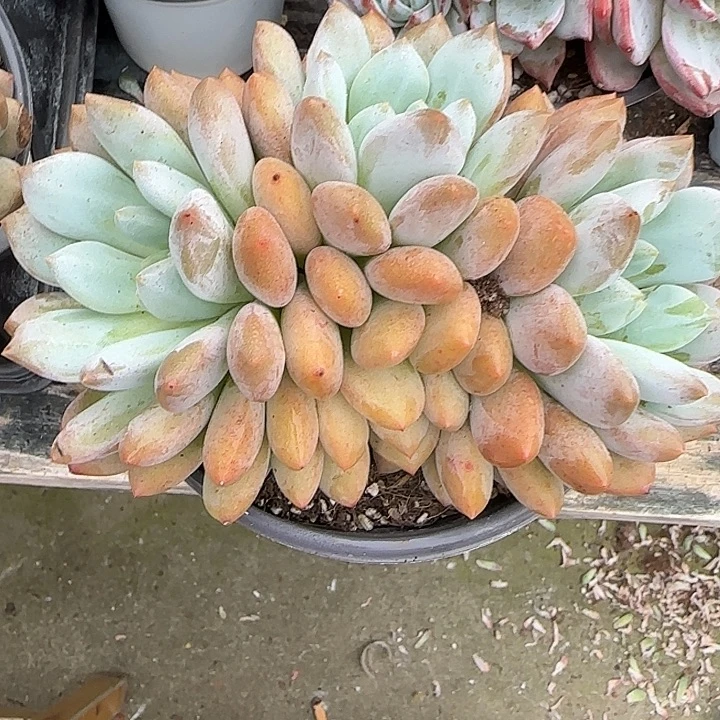 青蛙王子儿童牙膏11