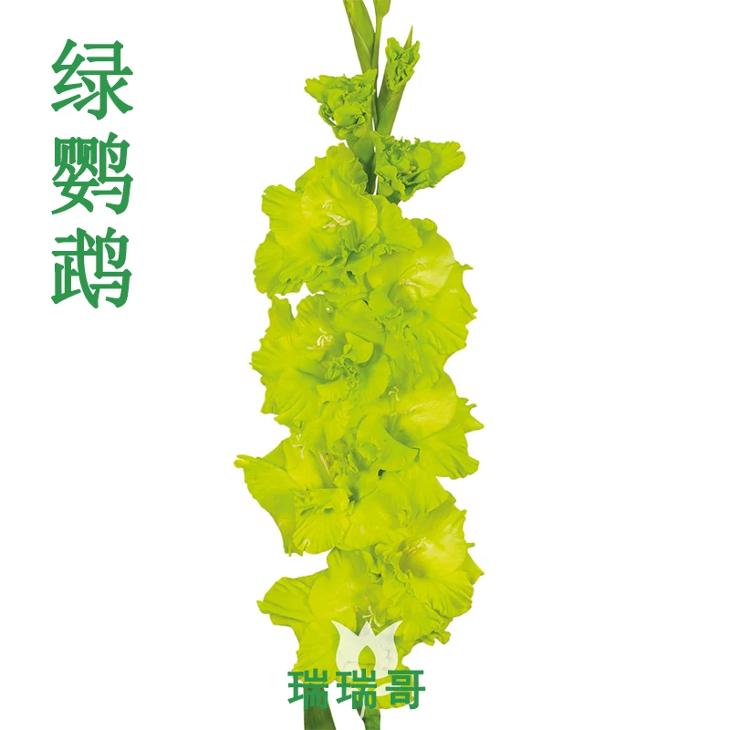 5颗【绿鹦鹉】唐菖蒲剑兰种球室内庭院绿植四季盆栽室外