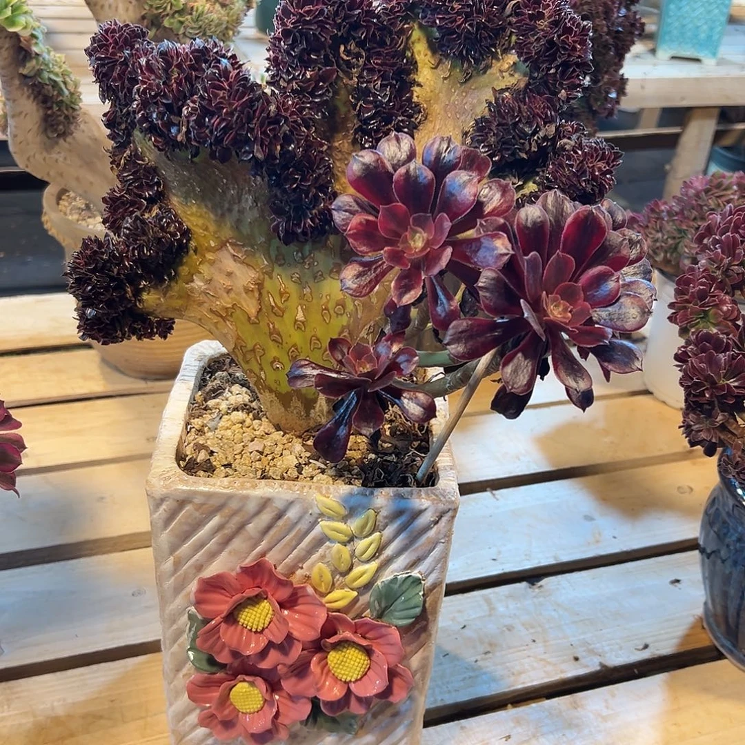 白婚纱缀化老桩整板