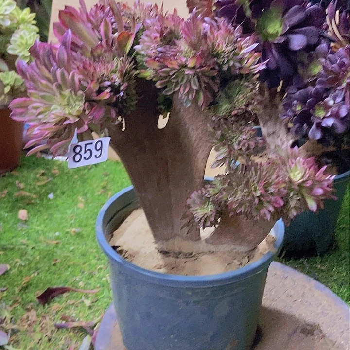 ?***间859水墨缀化老板子法师缀