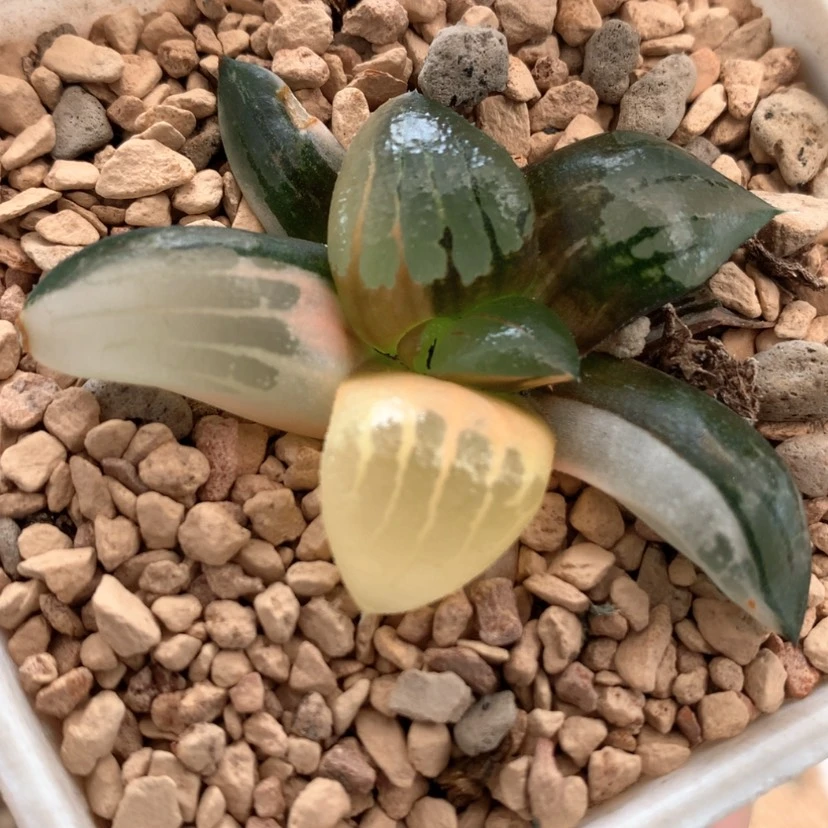 【闪购商品】80阿房宫