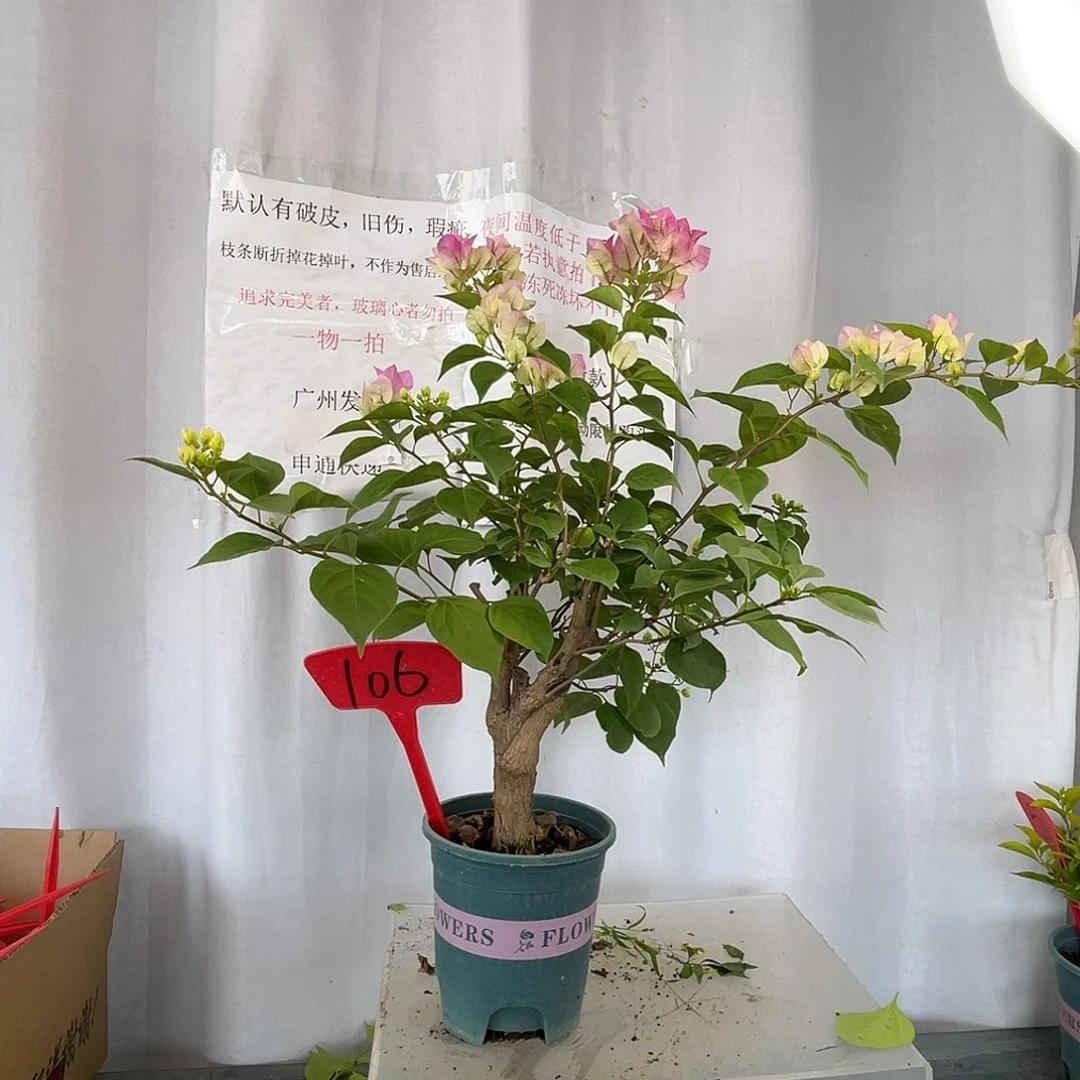 当前无花栽培后可以开花106绿樱桩