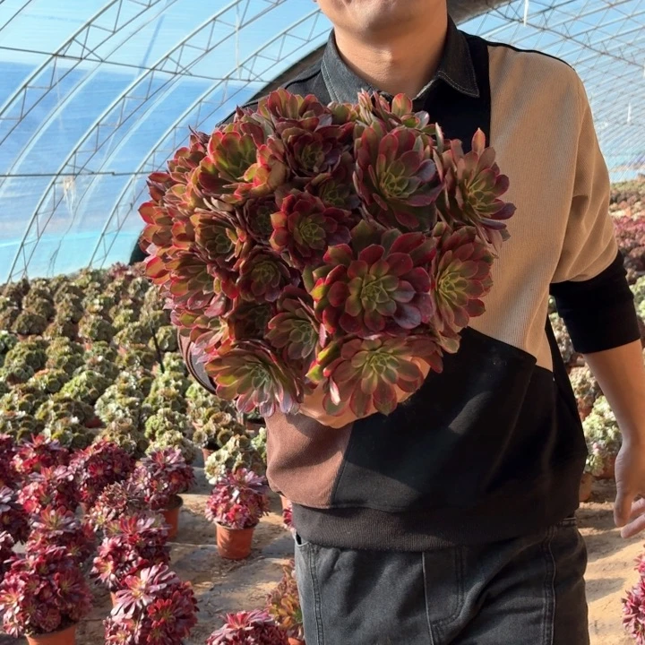 精品超大超大安娜