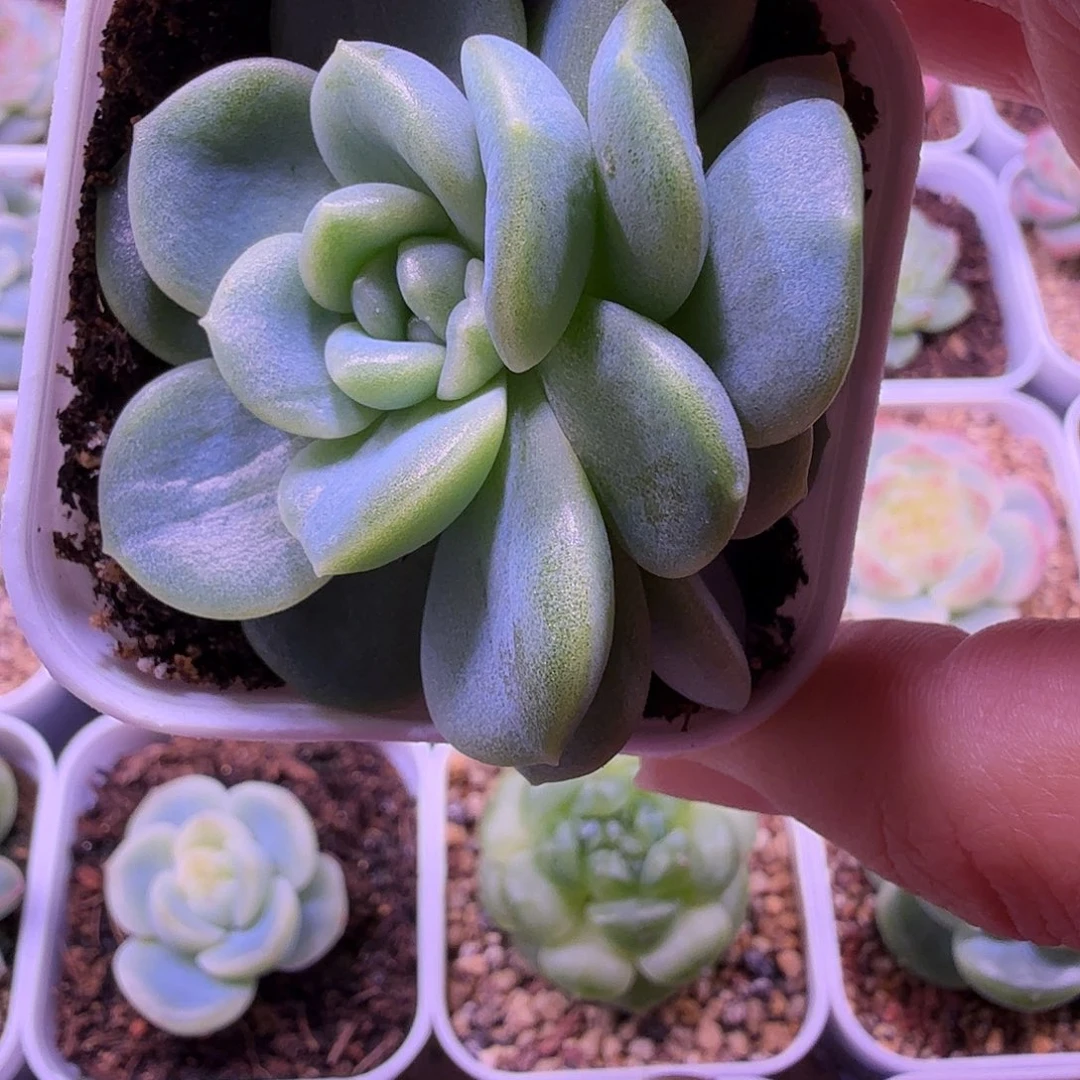 C33奶油财富一物一拍