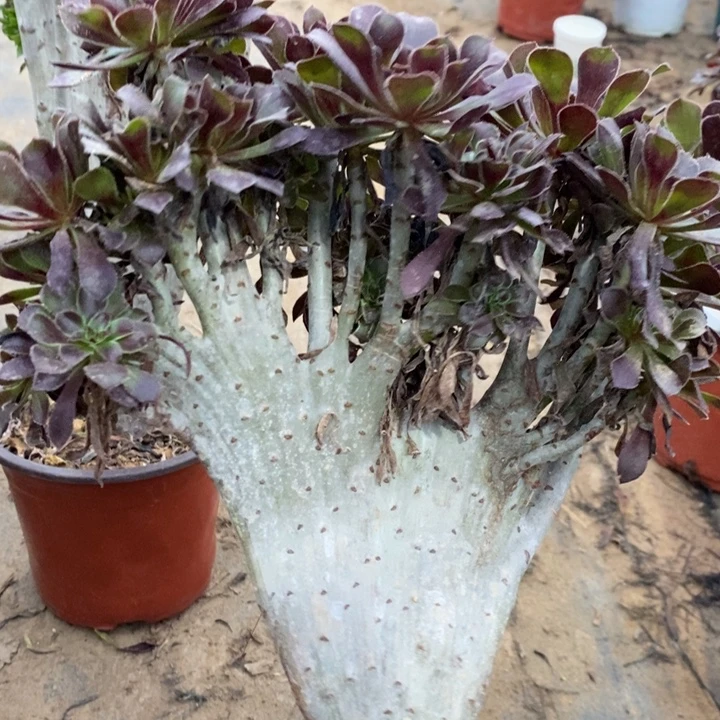 黑法缀多肉植物148