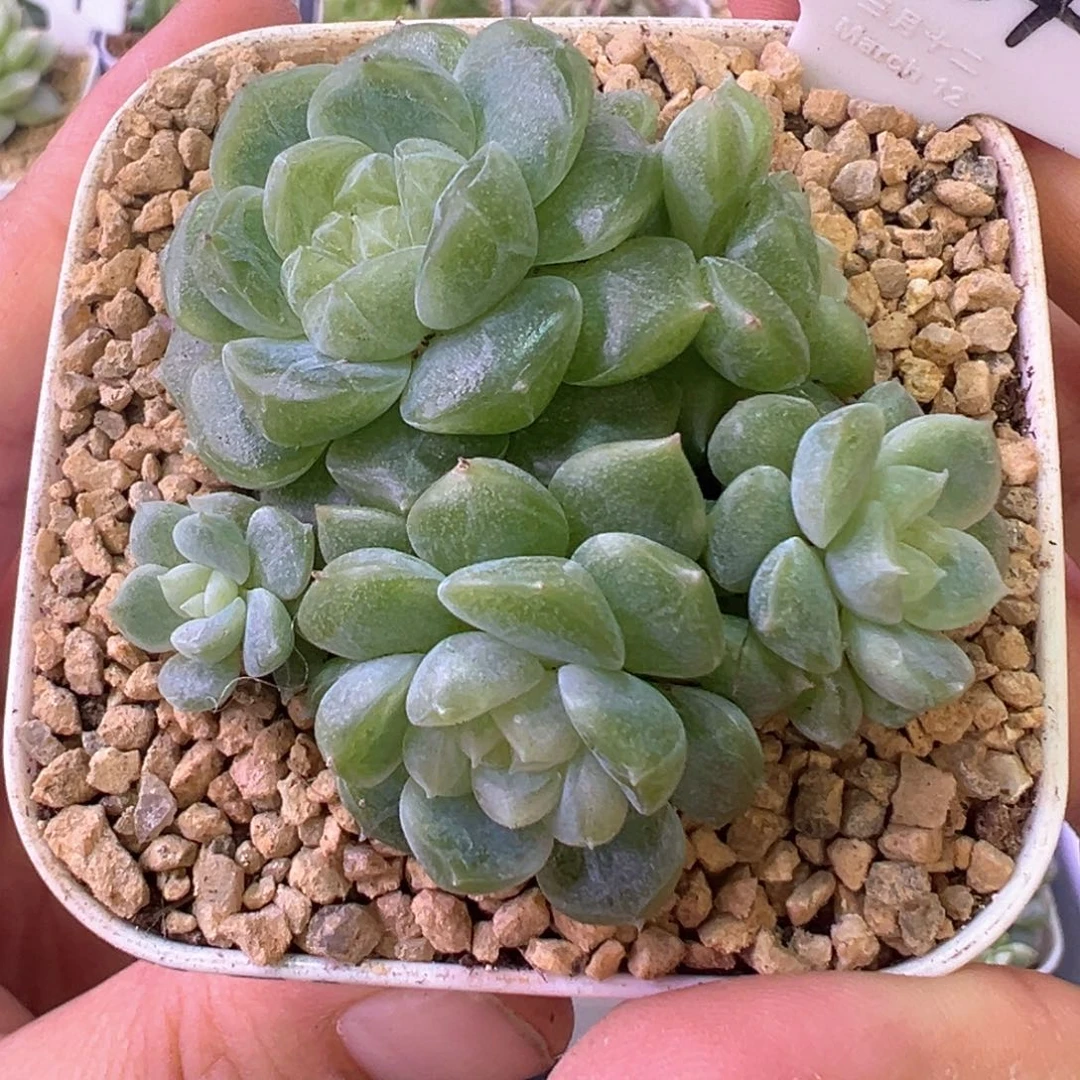 554号泼天富贵4头带崽