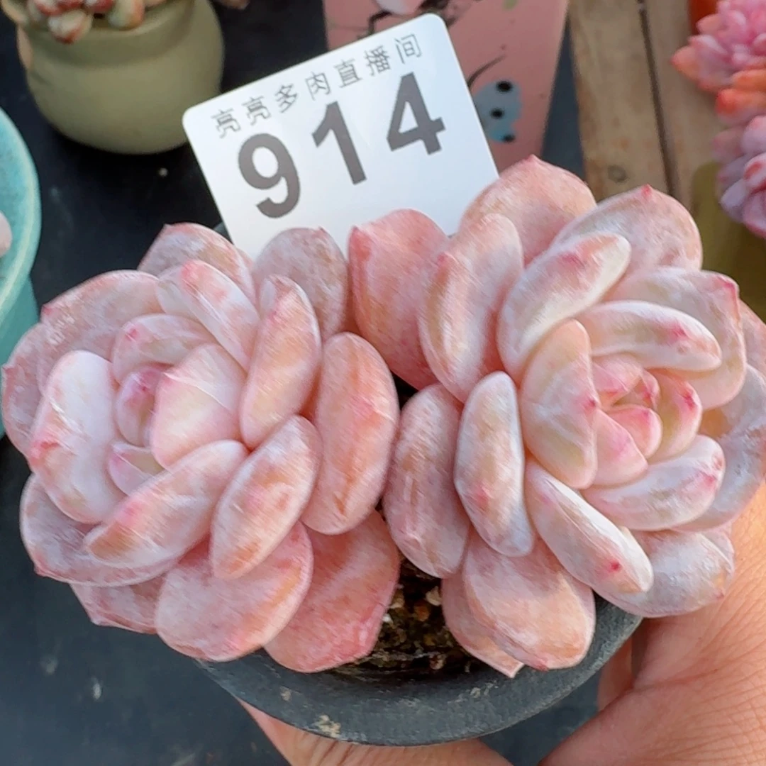 冰冰橙      愿你一路坦途，乘风破浪展宏图