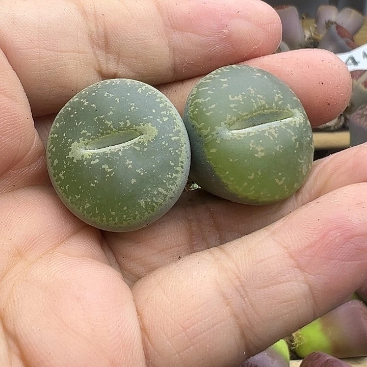 392下播福利11111111