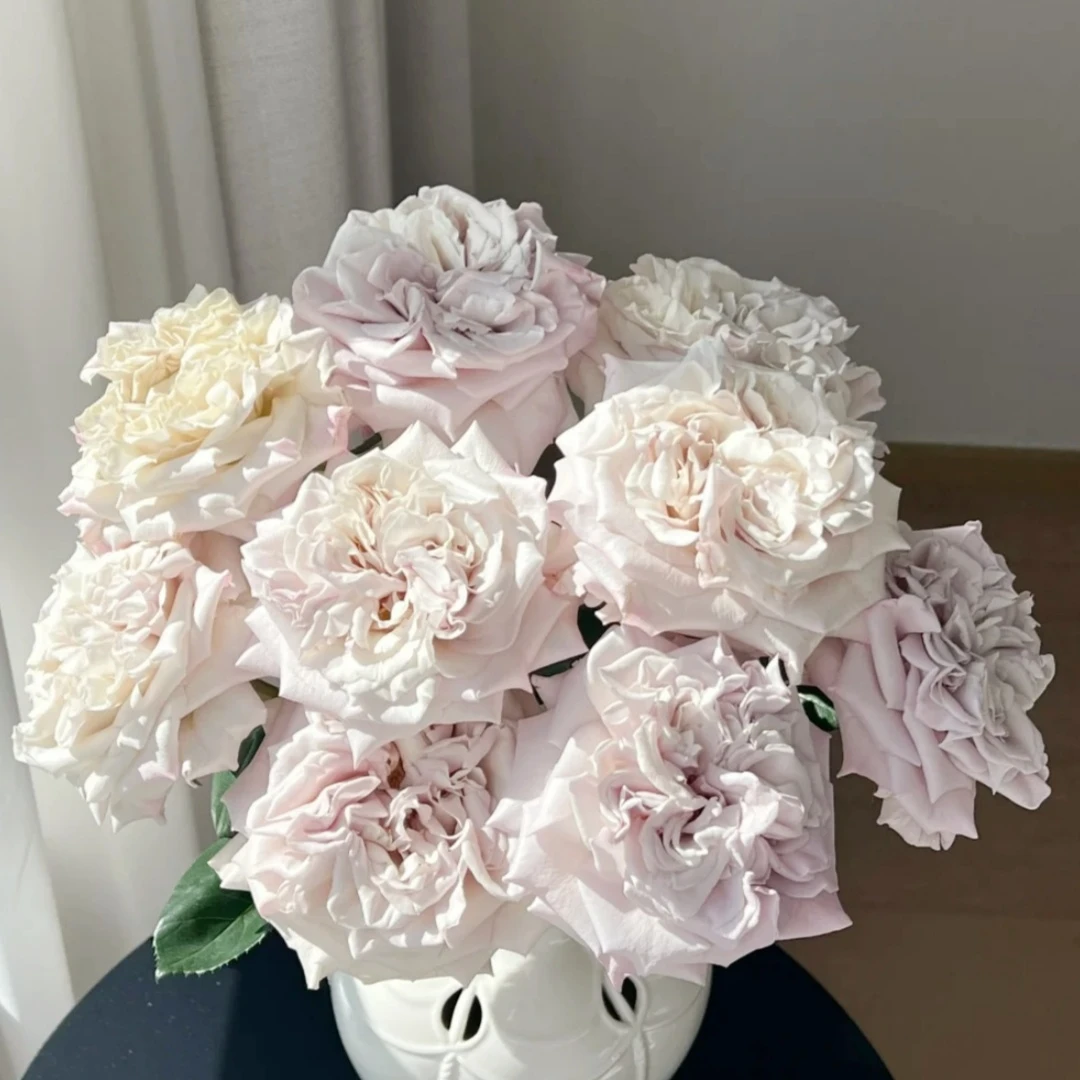 【花之物语】貂蝉单头玫瑰  包邮