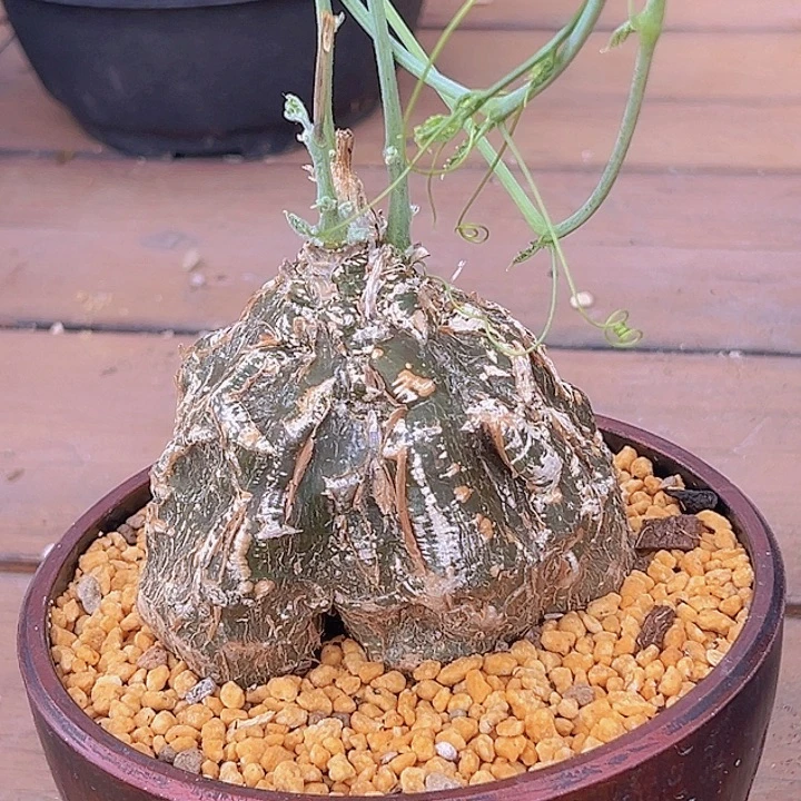 伊沙头葫芦88888888