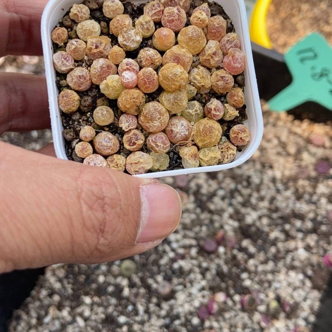 ?***菜老白多肉组盆灯泡统计