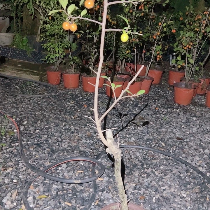 桃***子无花朵哈哈哈哈哈哈