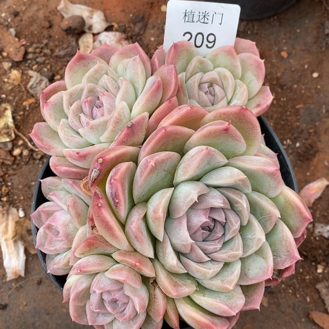 木*杂交精品多肉209