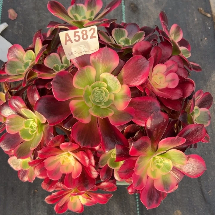 582美杜莎26厘米左右