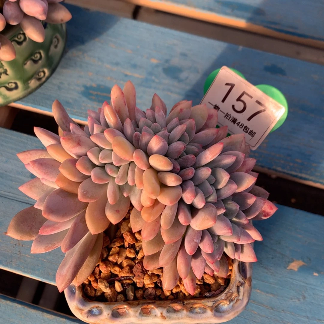 奥普朵朵小树缀157