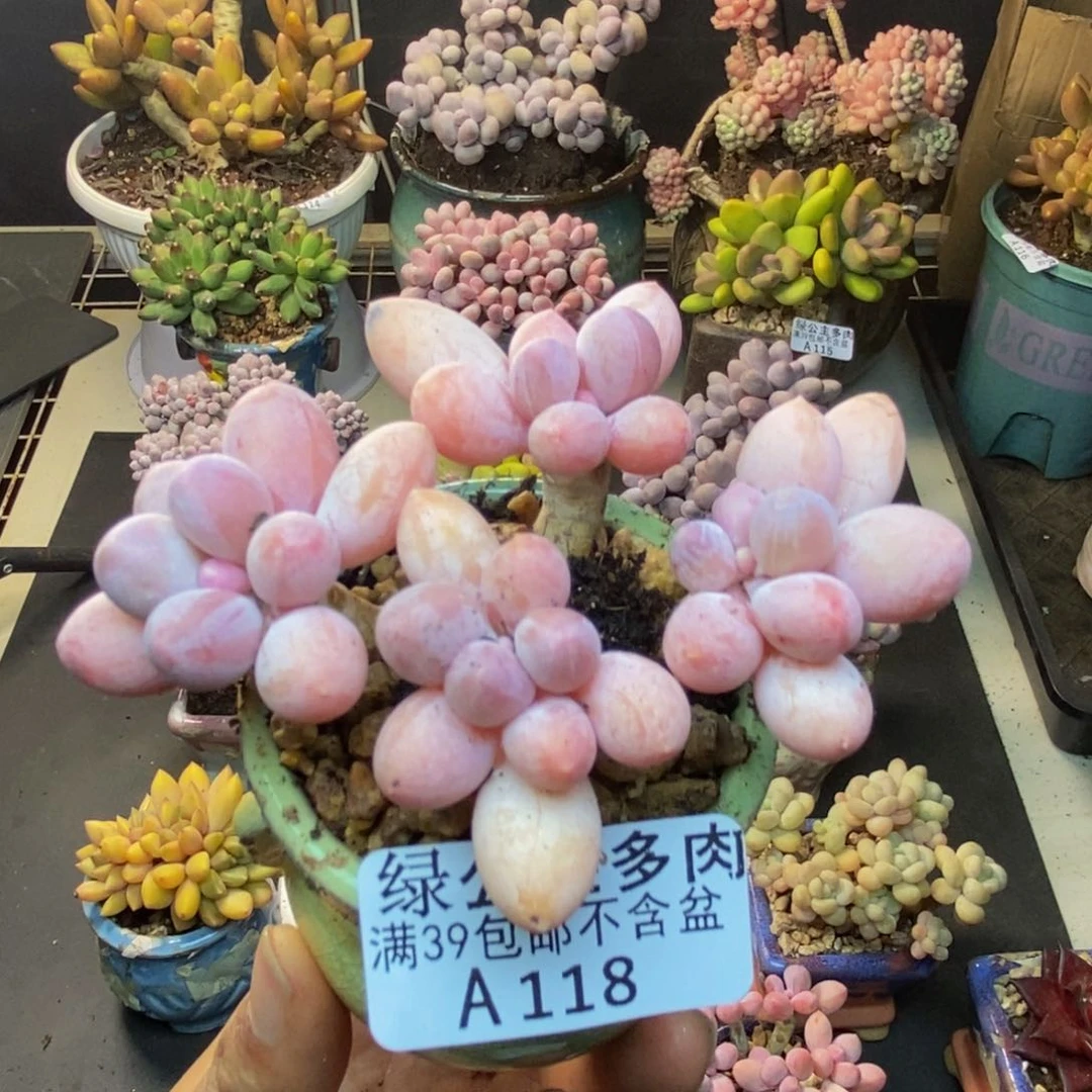 118香水手指奶多肉7cm