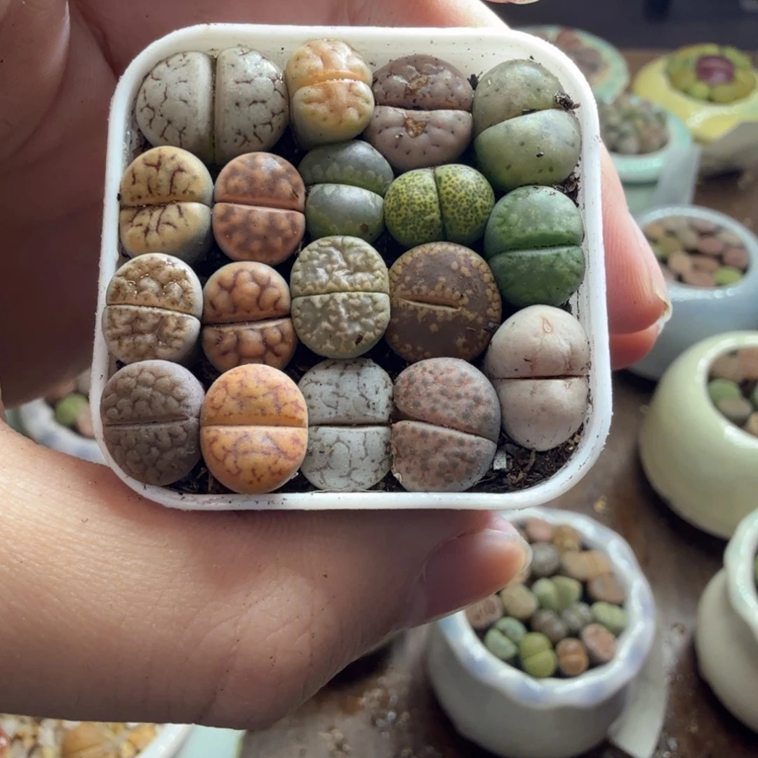 多肉植物的生长发育和768