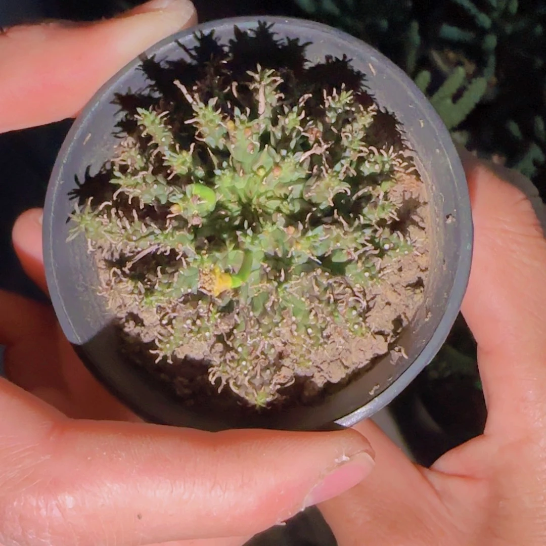 W***r块根植物块根植物