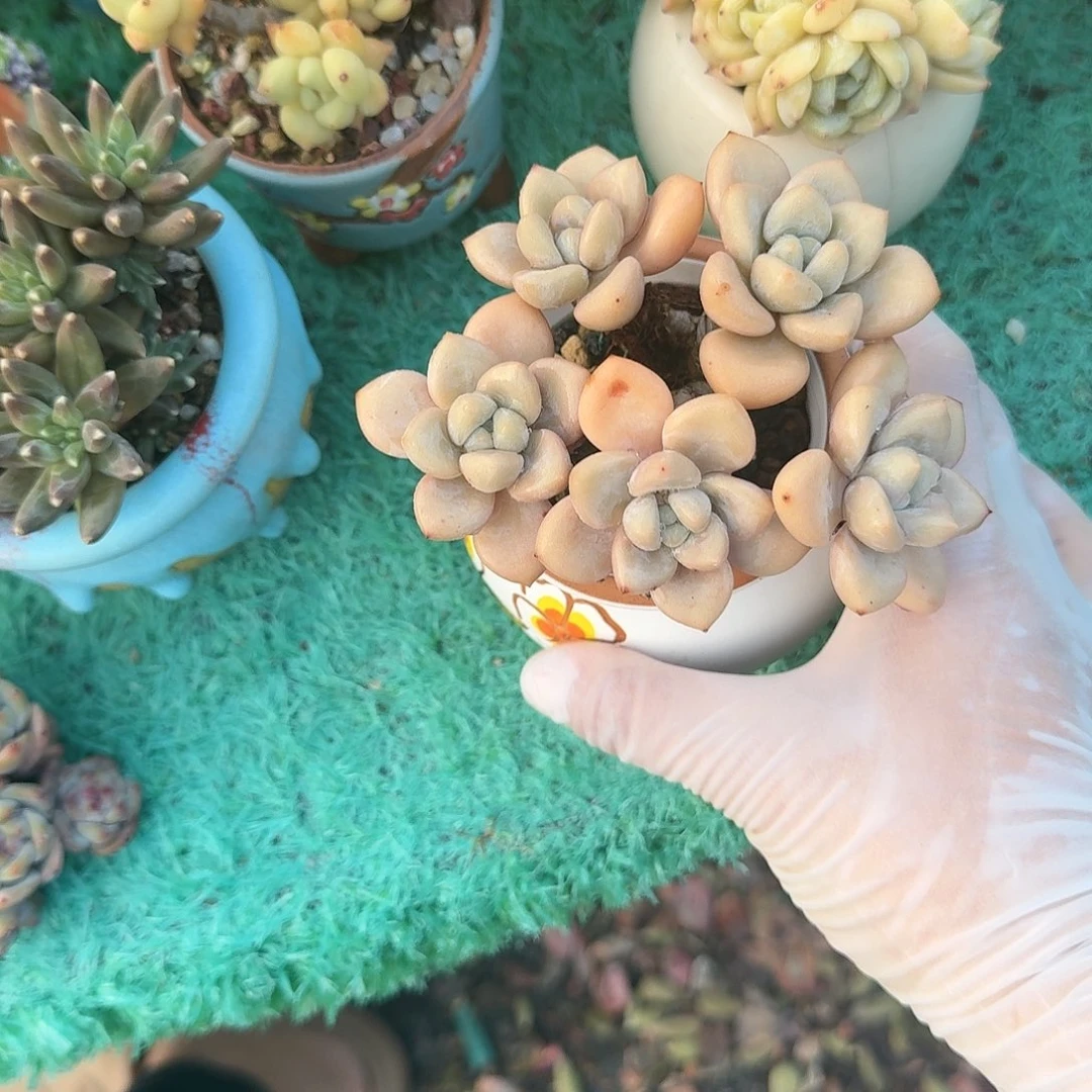 奥普无砍老桩群精品包邮