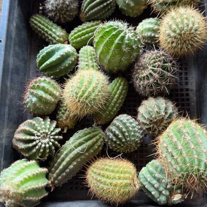 253混品种2个无根侧牙3公分左右斑，20包邮