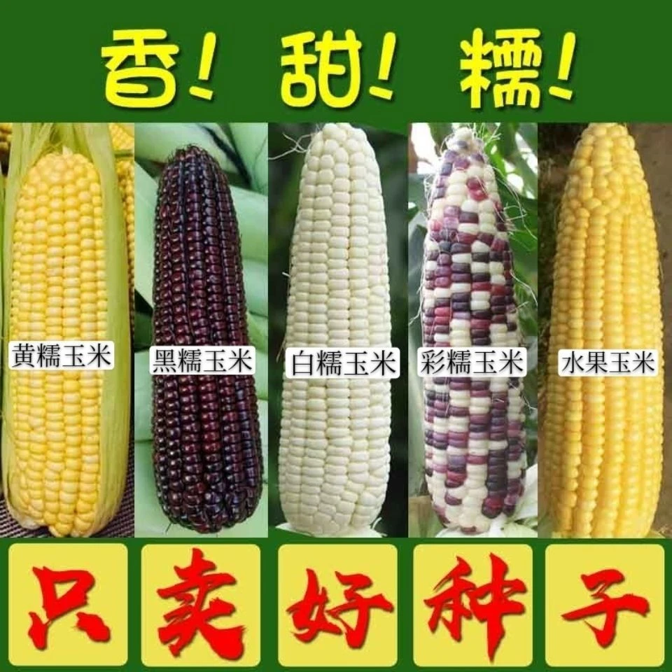 【全店任选满5包/包邮】玉咪种子大全