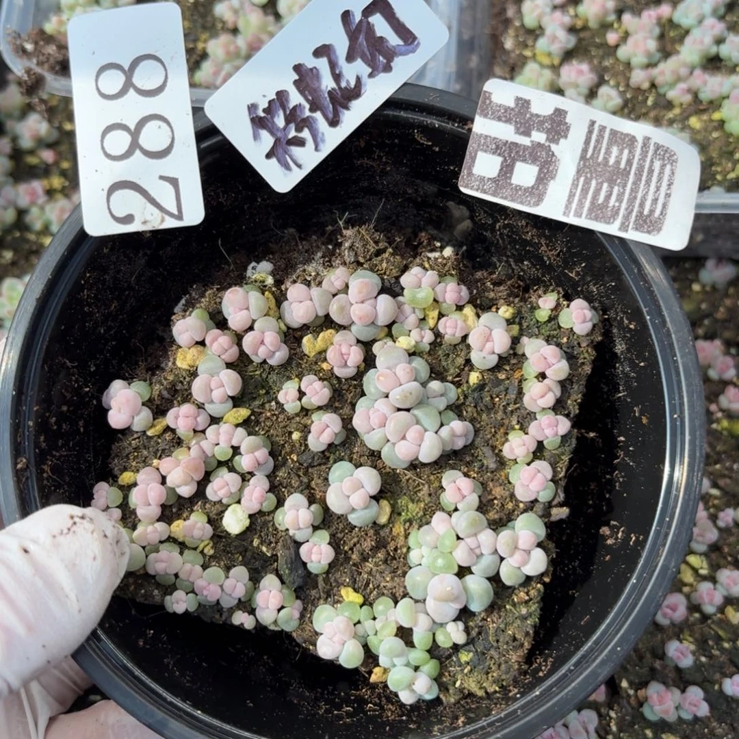 多肉植物多肉植物288量拍