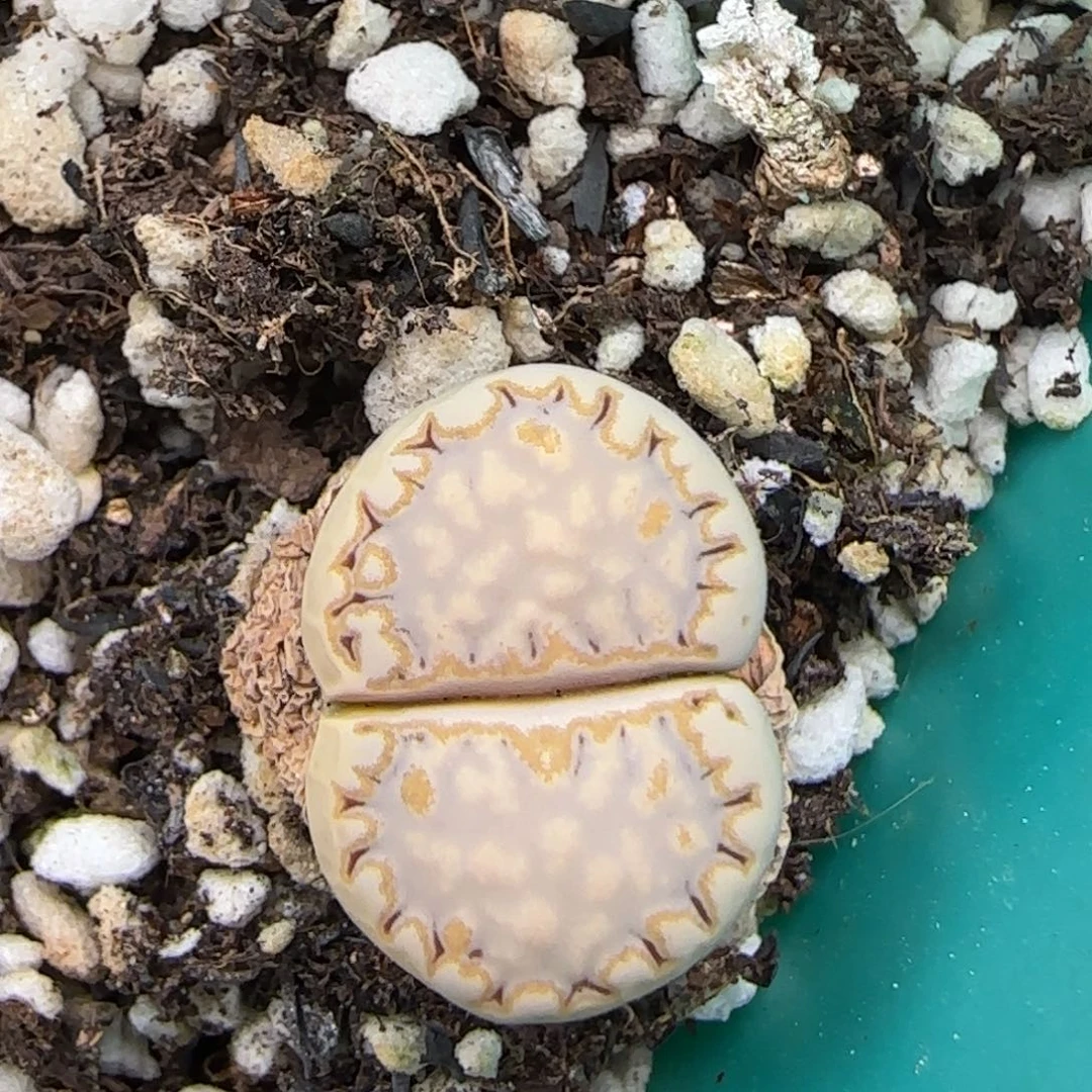 5.9。c216饼干。8042