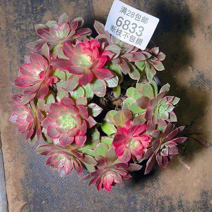 6833万花筒多肉植物
