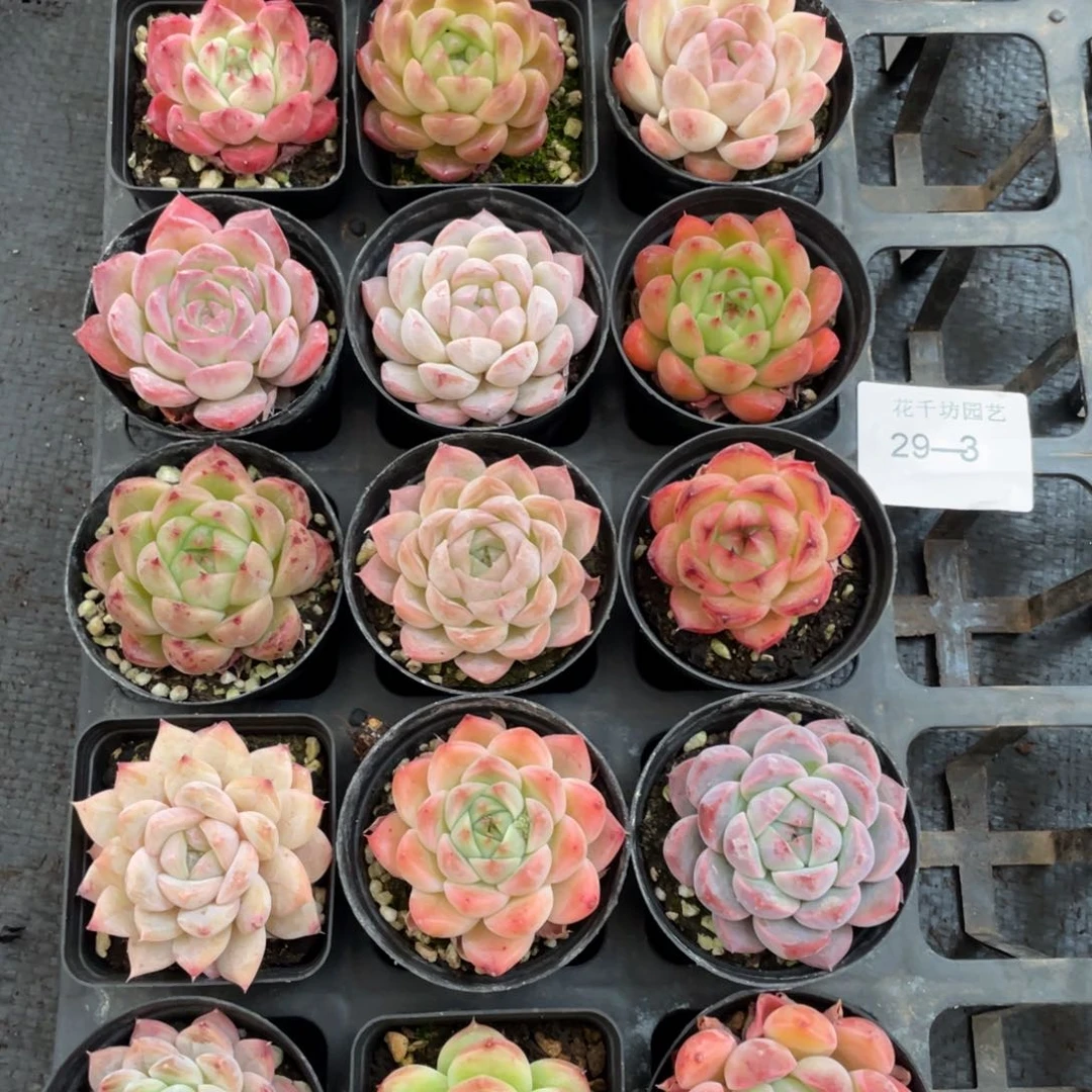 一物一拍18棵29-3