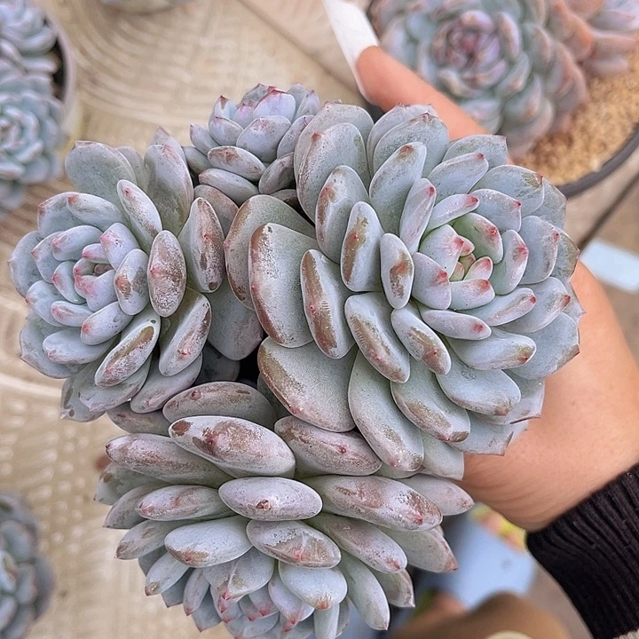 星星雪2609多肉植物
