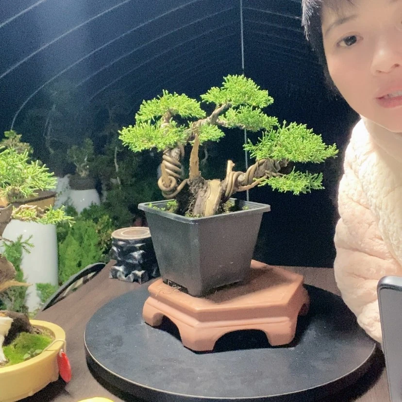 【闪购商品】少量花朵（建议范围：2朵-5朵 或40%以下）盆景园林