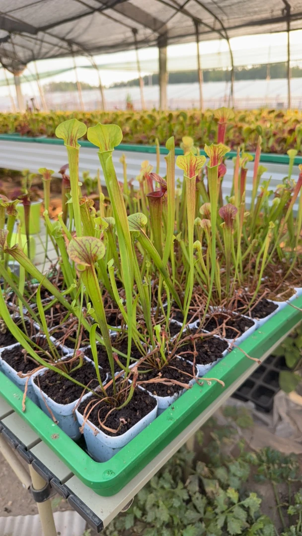 红管黄瓶，高度20左右，实物如图，挑大的发